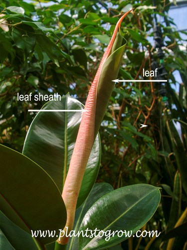 The leaf sheath of a Rubber Tree (Ficus eleastica)